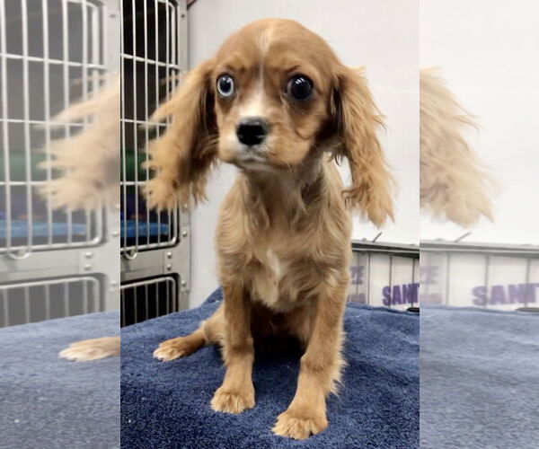 Medium Photo #1 Cavalier King Charles Spaniel Puppy For Sale in Lincolnwood, IL, USA