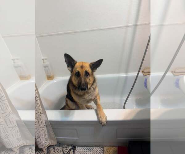 Medium Photo #10 German Shepherd Dog Puppy For Sale in Gretna, NE, USA