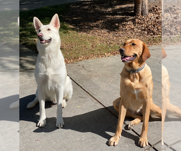 Medium Photo #2 Unknown-white german shepherd Mix Puppy For Sale in Decatur, GA, USA