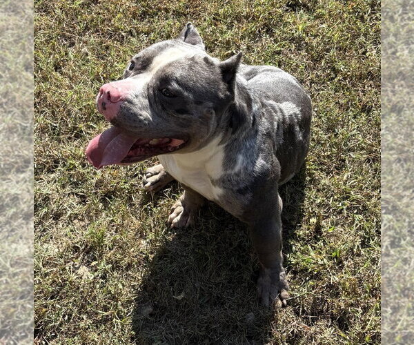 Medium Photo #2 American Bulldog Puppy For Sale in Glen Allen, VA, USA