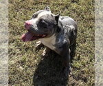 Small Photo #2 American Bulldog Puppy For Sale in Glen Allen, VA, USA