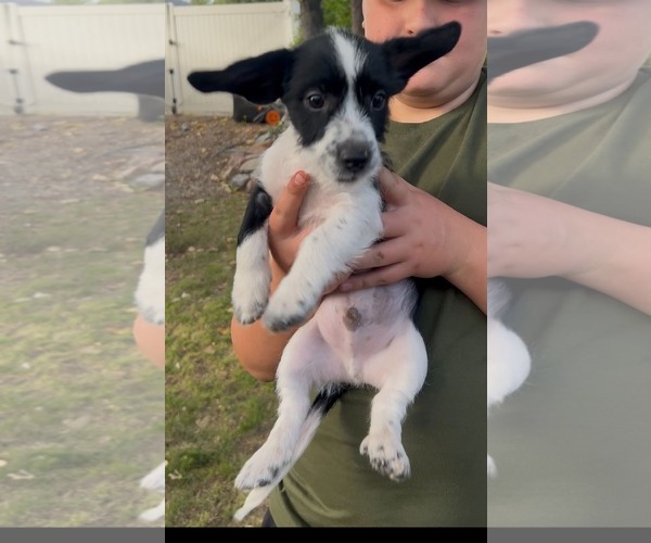 Medium Photo #3 Dachshund-Unknown Mix Puppy For Sale in Sandy, UT, USA