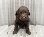 Puppy Chocolate Boy Labradoodle