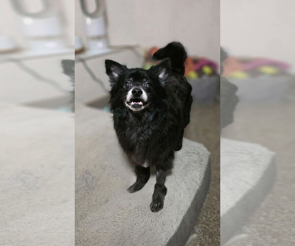 Medium Photo #2 Pomeranian Puppy For Sale in Aurora, IN, USA