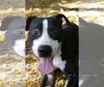 Small #3 American Staffordshire Terrier Mix
