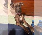 Small #12 Labrador Retriever Mix