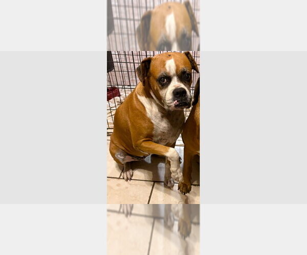 Medium Photo #4 Boxer Puppy For Sale in Austin, TX, USA