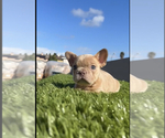 Small Photo #12 French Bulldog Puppy For Sale in CALABASAS HILLS, CA, USA