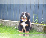 Small #9 Bernese Mountain Dog