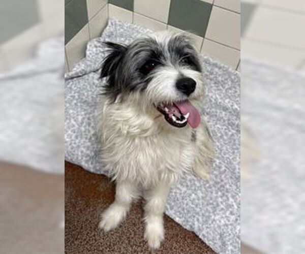 Medium Photo #1 Tibetan Terrier Puppy For Sale in Salinas, CA, USA