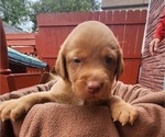 Puppy Freydis purple Labrador Retriever
