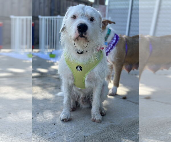 Medium Photo #3 Parson Russell Terrier Puppy For Sale in Key Largo, FL, USA