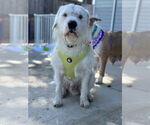 Small #2 Parson Russell Terrier