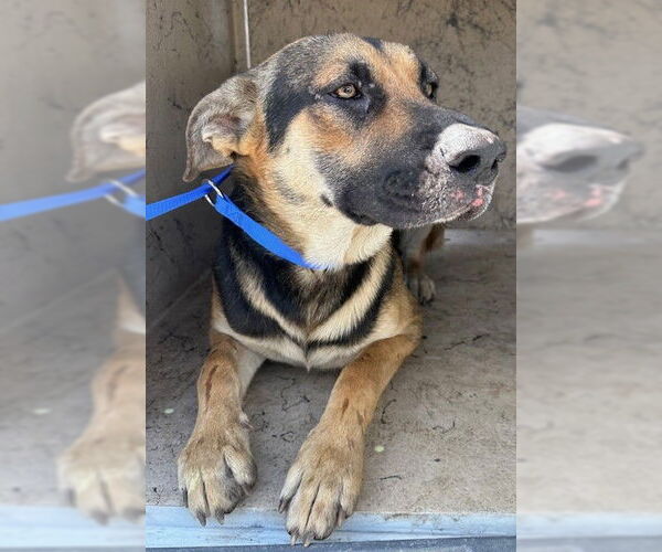 Medium Photo #1 German Shepherd Dog-Unknown Mix Puppy For Sale in Chula Vista, CA, USA