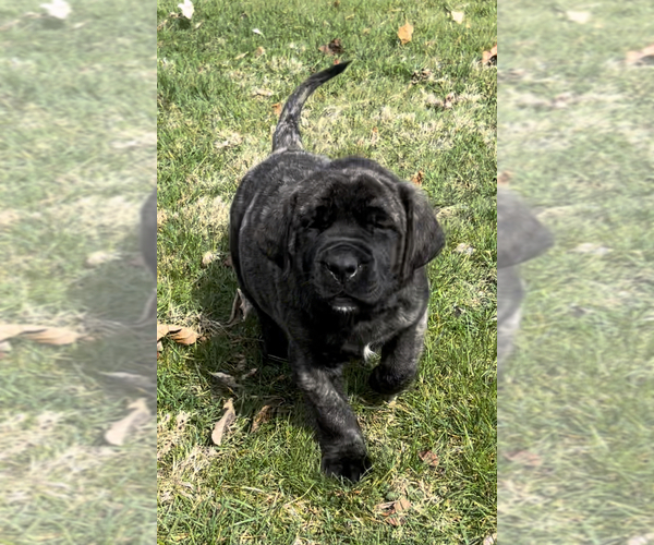 Medium Photo #3 Mastiff Puppy For Sale in MURRYSVILLE, PA, USA