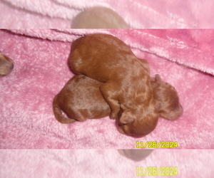 Poodle (Toy) Puppy for sale in DULUTH, GA, USA