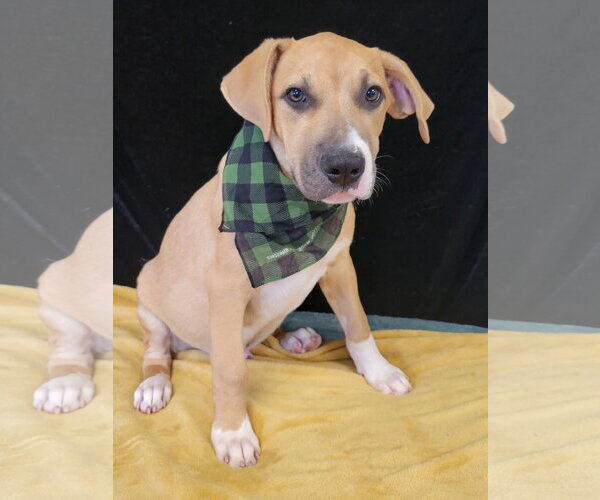 Medium Photo #3 Borador Puppy For Sale in Mt. Laurel, NJ, USA