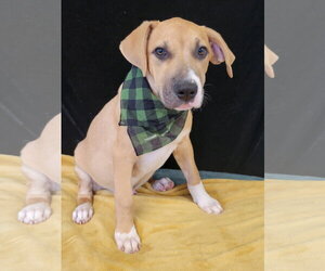 Dinky - Male Borador Dog for Adoption - Photo #3