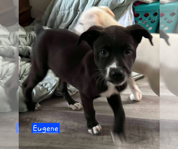 Medium Photo #2 Siberian Husky-Unknown Mix Puppy For Sale in Alexander, AR, USA