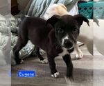 Small #1 Siberian Husky Mix