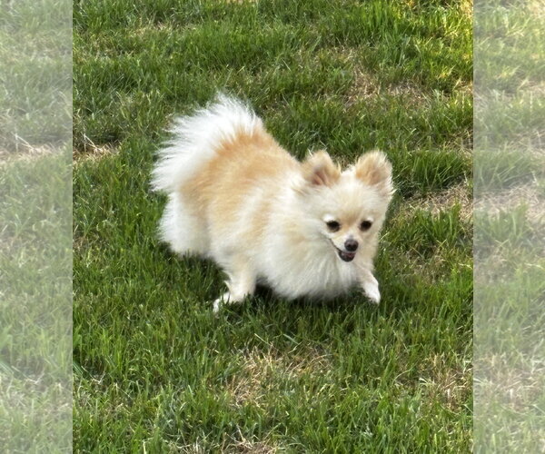 Medium Photo #4 Pomeranian Puppy For Sale in Sheboygan, WI, USA