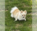 Small #3 Pomeranian