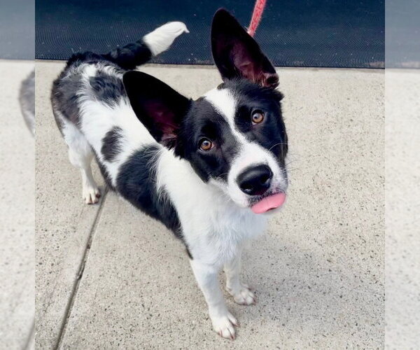 Medium Photo #12 Border Collie-Unknown Mix Puppy For Sale in Canton, CT, USA