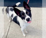 Small #11 Border Collie Mix