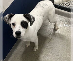 Mutt Dogs for adoption in Sterling, MA, USA