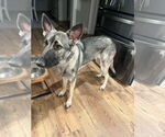 Small #2 German Shepherd Dog