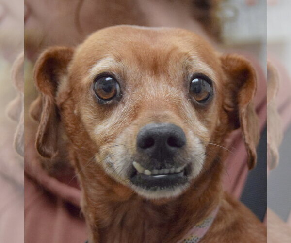 Medium Photo #1 Dachshund Puppy For Sale in Huntley, IL, USA