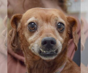 Dachshund Dogs for adoption in Huntley, IL, USA
