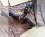 Small Photo #49 Cane Corso Puppy For Sale in LIVERMORE, CA, USA