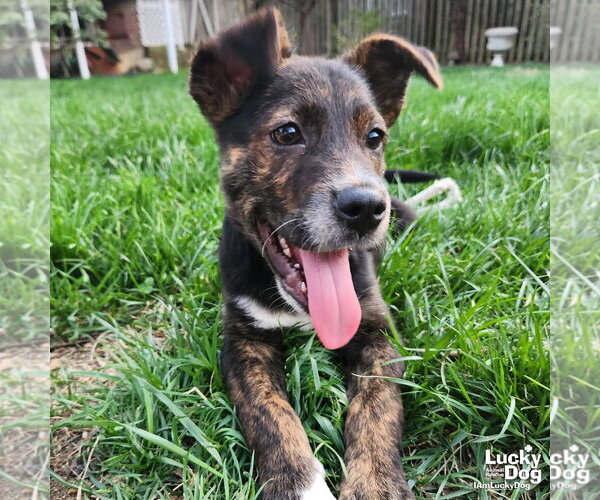 Medium Photo #2 Mutt Puppy For Sale in Washington, DC, USA
