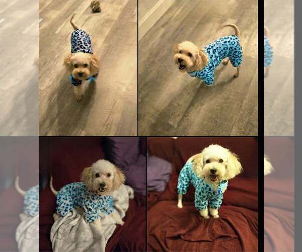 Medium Photo #3 Poochon Puppy For Sale in Plantation, FL, USA