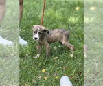 Small #1 Mutt