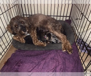 Mother of the Aussiedoodle Miniature  puppies born on 02/11/2022