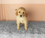 Puppy Brooks Golden Cavadoodle