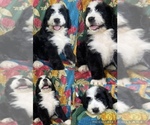 Puppy Fionna Bernedoodle