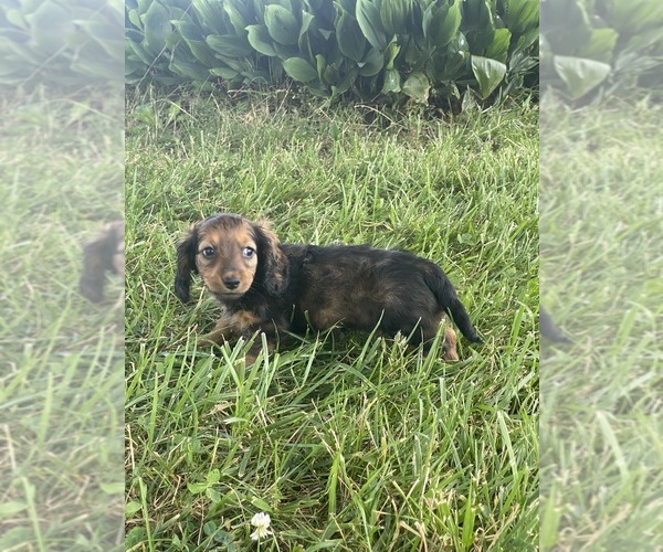 Medium Photo #5 Dachshund Puppy For Sale in CANOGA, NY, USA