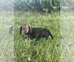 Small #4 Dachshund