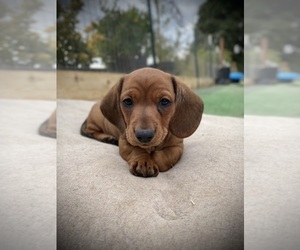 Dachshund Puppy for sale in DESCANSO, CA, USA
