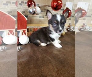 Aussie-Corgi Puppy for sale in BRIGGSDALE, CO, USA