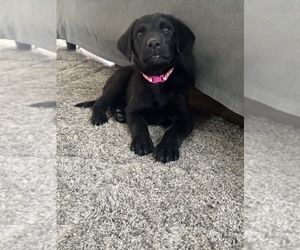 Goldendoodle-Labrador Retriever Mix Puppy for sale in COLUMBIA, TN, USA