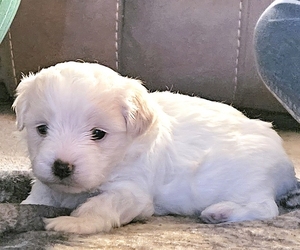 Maltipoo Puppy for sale in PALM COAST, FL, USA