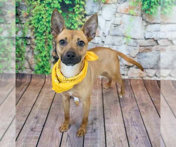 Medium Photo #6 Mutt Puppy For Sale in Kennesaw, GA, USA