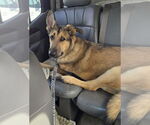 Small #10 German Shepherd Dog