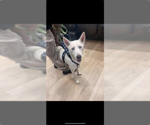 Siberian Husky Dogs for adoption in Pearland, TX, USA