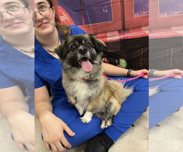 Medium Photo #2 Pominese Puppy For Sale in Valrico, FL, USA