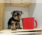 Small #2 Yorkshire Terrier